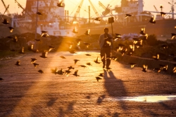 Starlings, Istanbul, Turkey