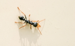 poisonous ant
