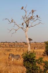 Kruger Park, South Africa