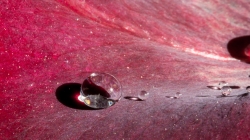drop on rose