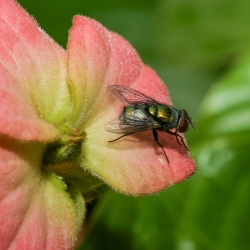 fly