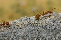 ants